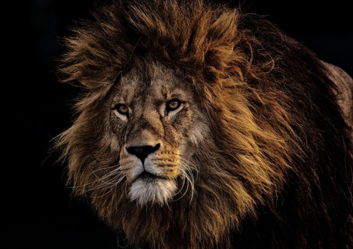 Big Cat Lion Lion Predator Dangerous Mane Big Cat Male Zoo